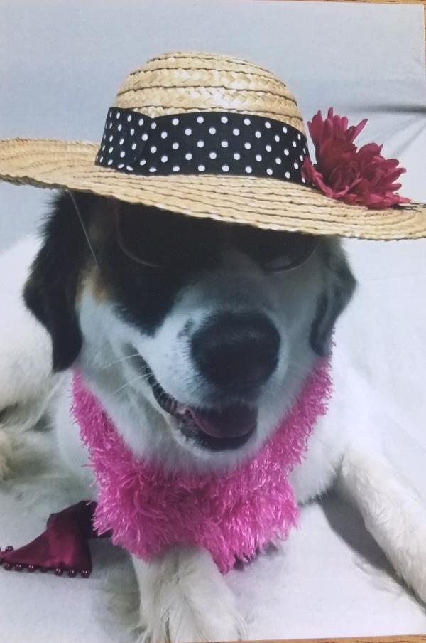 /Images/uploads/Connections Pet Rescue/Howl-o-ween/entries/15074thumb.jpg